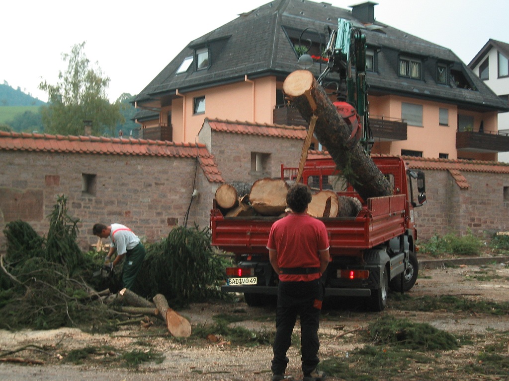 Bäume fällen im Schulhof